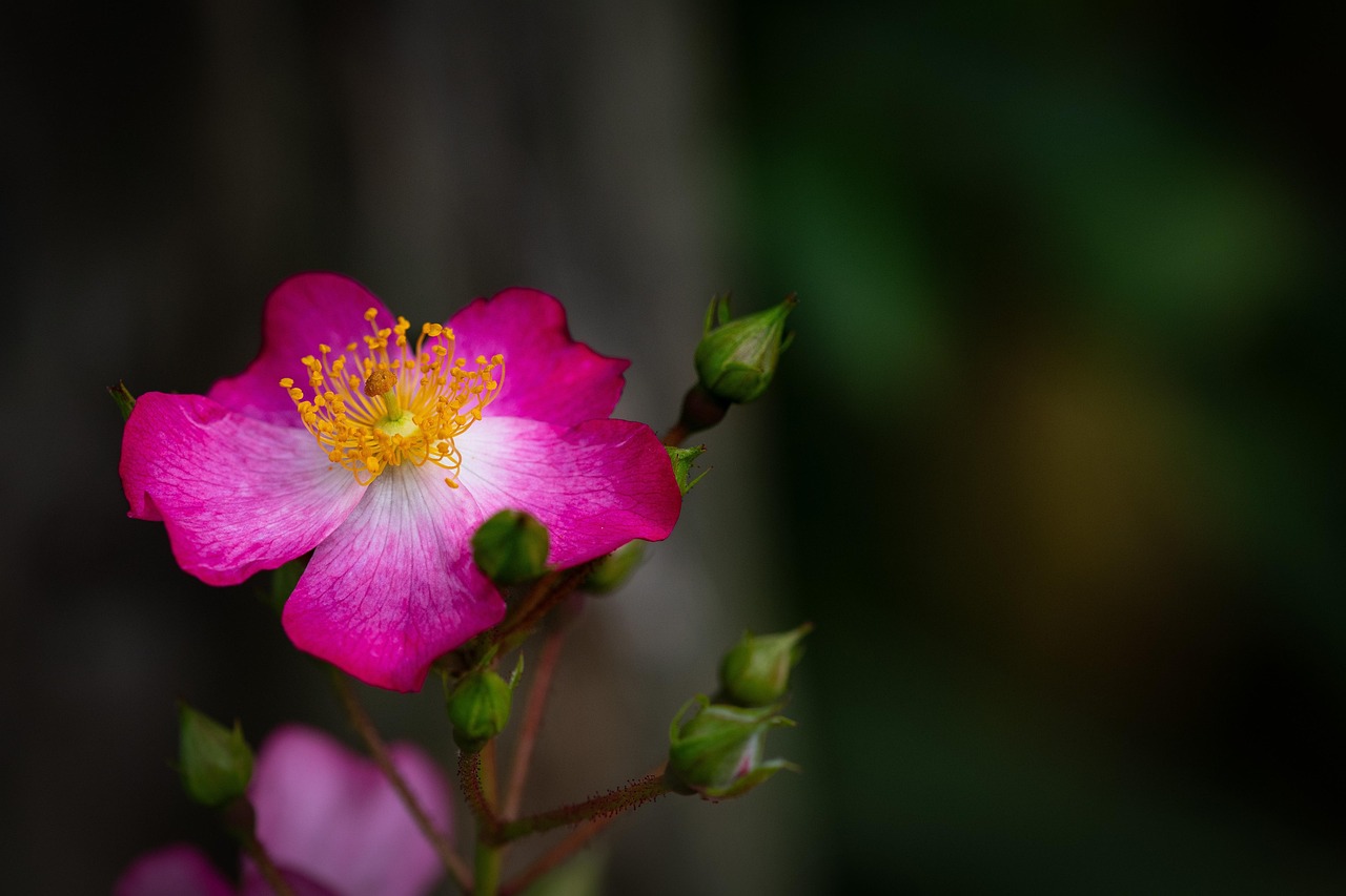 Fratte Rosa